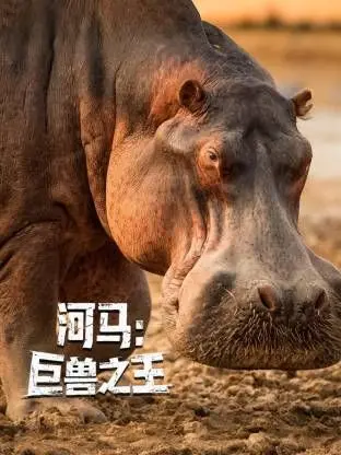 河马：巨兽之王，探索非洲水域霸主的生活，一场震撼心灵的自然纪实！